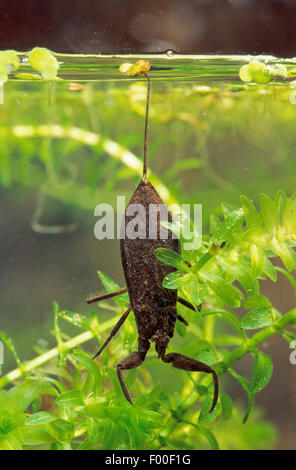 Scorpion d'eau (Nepa cinerea, la NEPA rubra), sur l'élodée, Allemagne Banque D'Images