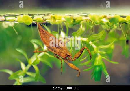 Scorpion d'eau (Nepa cinerea, la NEPA rubra), larve sous l'eau, de l'Allemagne Banque D'Images