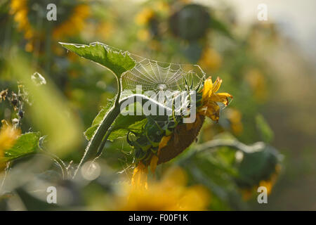 Politique du tournesol (Helianthus annuus), avec spiderweb, Germany Banque D'Images