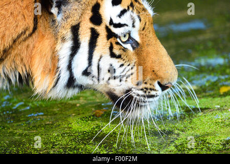 Tigre de Sibérie, Amurian tigre (Panthera tigris altaica), à l'eau, portrait, side view Banque D'Images