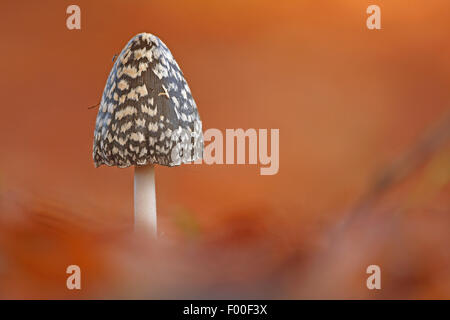 Inkcap Magpie Magpie, Coprinus picaceus (champignon), organe de fructification, side view, Belgique Banque D'Images