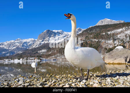 Mute swan (Cygnus olor), au lac Grundel en hiver, menaçant, l'Autriche, Styrie Banque D'Images