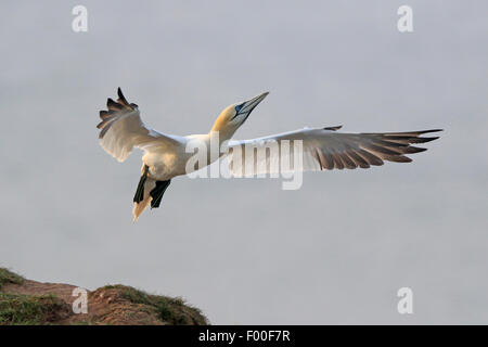 Bassan adultes qui décolle de coucher du soleil à partir de la falaise à la réserve RSPB Bempton Banque D'Images