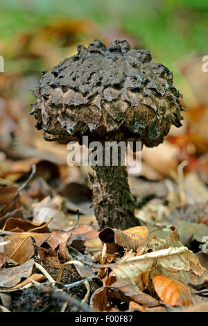 Vieil homme des bois, champignon conique (Strobilomyces strobilaceus, Strobilomyces floccopus, Strobilomyces strobiliformis), Allemagne Banque D'Images