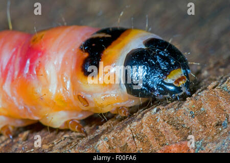 Espèce de chèvre (cossus Cossus), Caterpillar se nourrit de bois, portrait, Allemagne Banque D'Images