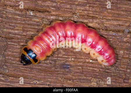 Espèce de chèvre (cossus Cossus), Caterpillar se nourrit de bois, Allemagne Banque D'Images