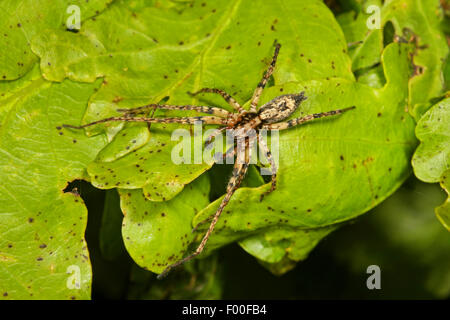 Anyphaena accentuata bourdonnement (araignée), homme, araignée de l'année 2015, Allemagne Banque D'Images