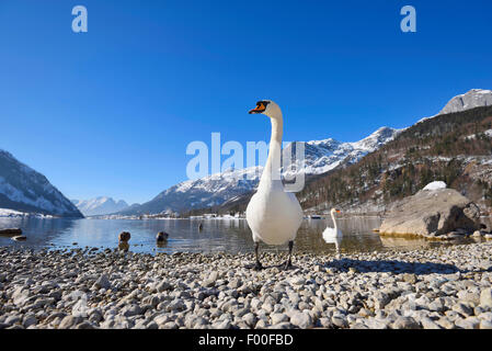 Mute swan (Cygnus olor), au lac Grundel en hiver, l'Autriche, Styrie Banque D'Images