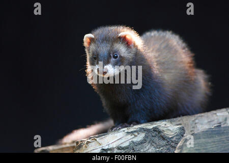 Le putois d'Europe (Mustela putorius), assis sur un tronc d'arbre, Belgique Banque D'Images