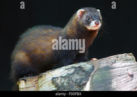 Le putois d'Europe (Mustela putorius), assis sur un tronc d'arbre, Belgique Banque D'Images