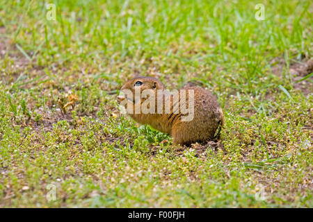 Spermophile européenne, European suslik, souslik d'Europe (Spermophilus citellus Citellus citellus,), sur l'alimentation, de l'Allemagne Banque D'Images