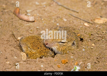 Spermophile européenne, European suslik, souslik d'Europe (Spermophilus citellus Citellus citellus,), deux petits à la recherche de la fosse, Allemagne Banque D'Images