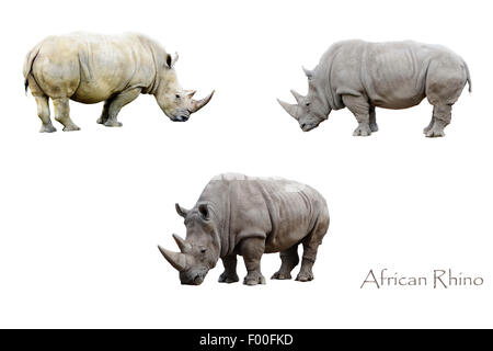 Trois rhinocéros africain isolé sur fond blanc Banque D'Images