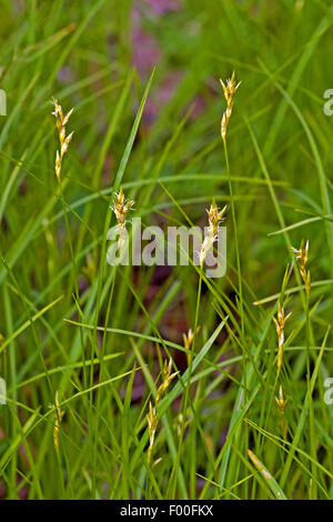 Quaking grass-Carex, quaking grass, carex (Carex brizoides herbe Alpine), la floraison, Allemagne Banque D'Images