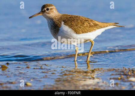 Chevalier grivelé commun (Tringa albifrons, Tringa solitaria), à la recherche de nourriture, l'Allemagne, de Mecklembourg-Poméranie occidentale, Peez Banque D'Images