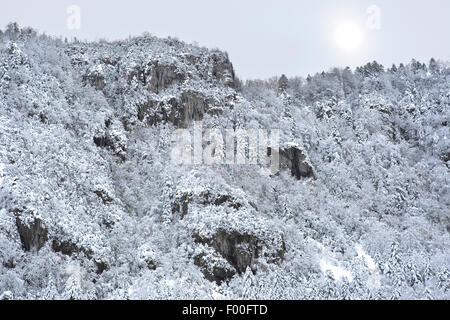 Forêt de pins couverts de neige sur le versant de montagne en hiver, la France, le Parc National du Vercors Banque D'Images