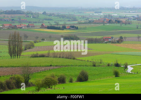 Paysage de bocage de haies et arbres, Belgique Banque D'Images