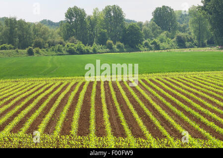 Le maïs, le maïs (Zea mays), les jeunes plants de maïs sur un champ, Belgique Banque D'Images