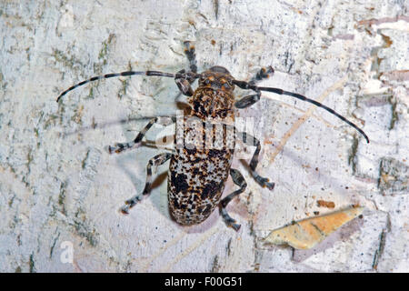 Le longicorne asiatique (Acanthoderes clavipes), sur l'écorce de bouleau, Allemagne Banque D'Images