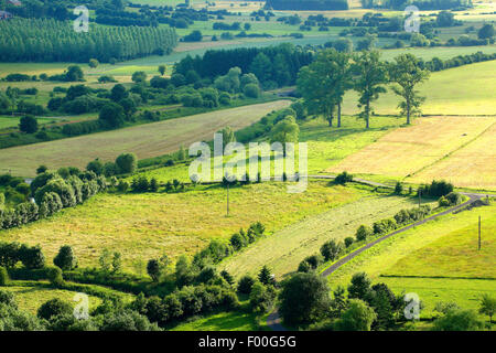 Vue aérienne de paysage de bocage de haies et arbres, Belgique, Viroin Banque D'Images