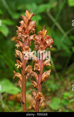 L'Orobanche (Orobanche pétasite flava), blooming, Allemagne Banque D'Images