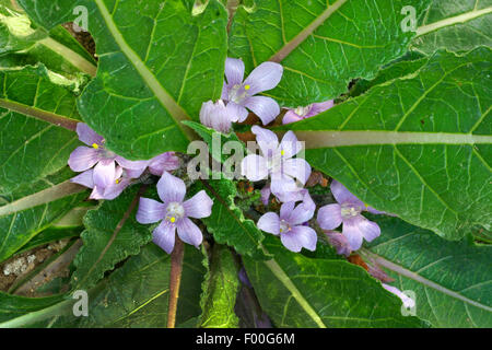 Automne Mandragore (Mandragora autumnalis), blooming Banque D'Images