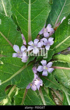 Automne Mandragore (Mandragora autumnalis), blooming Banque D'Images