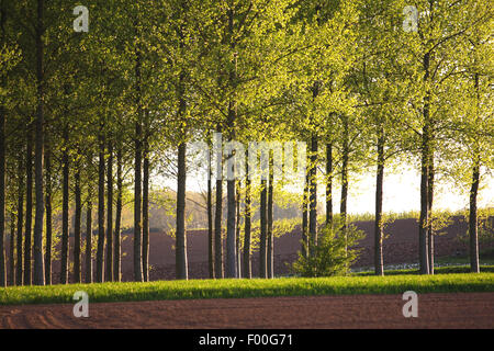Le tremble, le peuplier (Populus spec.), forêt de peupliers, Belgique Banque D'Images