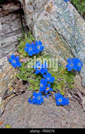 Arctic alpine forget-me-not, Alpine forget-me-not, roi des Alpes (Eritrichium nanum), blooming, Suisse Banque D'Images