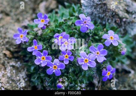 Arctic alpine forget-me-not, Alpine forget-me-not, roi des Alpes (Eritrichium nanum), blooming, Suisse Banque D'Images