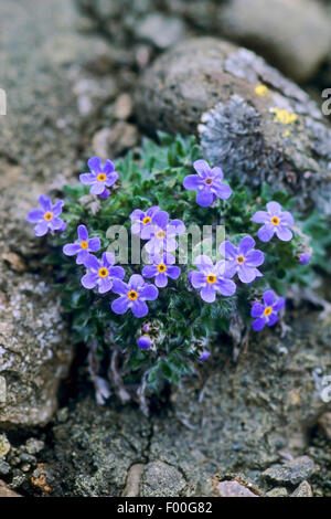 Arctic alpine forget-me-not, Alpine forget-me-not, roi des Alpes (Eritrichium nanum), blooming, Suisse Banque D'Images