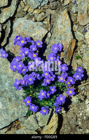Arctic alpine forget-me-not, Alpine forget-me-not, roi des Alpes (Eritrichium nanum), blooming, Suisse Banque D'Images