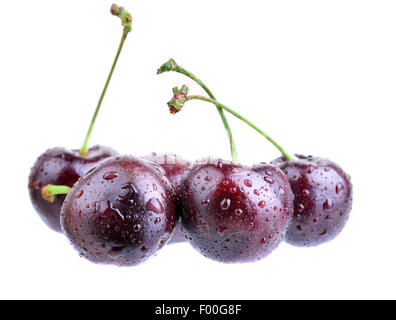 Plusieurs des cerises avec les gouttes d'eau isolé sur fond blanc Banque D'Images