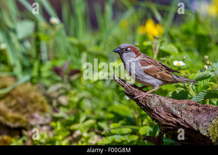 Moineau domestique (Passer domesticus), homme assis sur le bois mort dans le jardin, l'Allemagne, Mecklembourg-Poméranie-Occidentale Banque D'Images