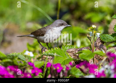 Fauvette grisette (Sylvia curruca moindre), assis dans le jardin, l'Allemagne, Mecklembourg-Poméranie-Occidentale Banque D'Images