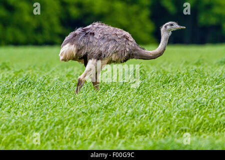 Nandou (Rhea americana), marcher dans un champ de maïs, l'Allemagne, le Mecklembourg Banque D'Images