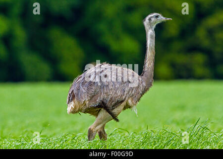 Nandou (Rhea americana), marcher dans un champ de maïs, l'Allemagne, le Mecklembourg Banque D'Images