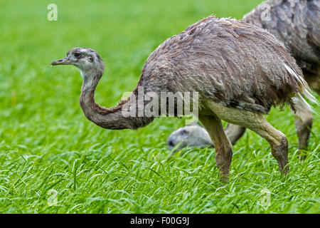 Nandou (Rhea americana), hommes et femmes de manger dans un champ de maïs, l'Allemagne, le Mecklembourg Banque D'Images