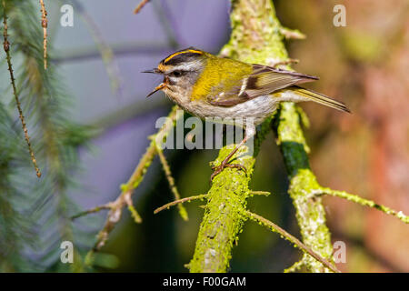 (Regulus ignicapillus firecrest), mâle chanteur sur une branche, l'Allemagne, Mecklembourg-Poméranie-Occidentale Banque D'Images