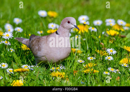 Tête (Streptopelia decaocto), dans une prairie en fleurs, en Allemagne, en Mecklembourg-Poméranie-Occidentale Banque D'Images