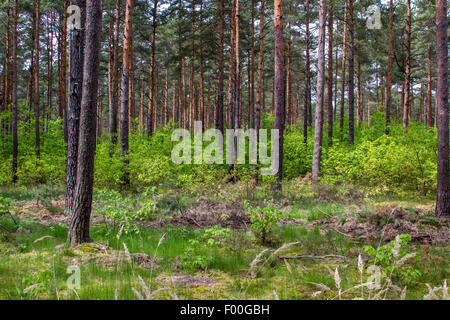 Pin sylvestre, le pin sylvestre (Pinus sylvestris), forêt de pins et de jeunes arbres feuillus comme sous-bois, Allemagne, Brandenburg, Borkwalde Banque D'Images