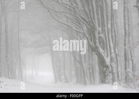 Copper beech (Fagus sylvatica var. purpurea, Fagus sylvatica 'Atropunicea', Fagus sylvatica Atropunicea), la neige a couvert avenue à brouillard dans une forêt de hêtres , France Banque D'Images