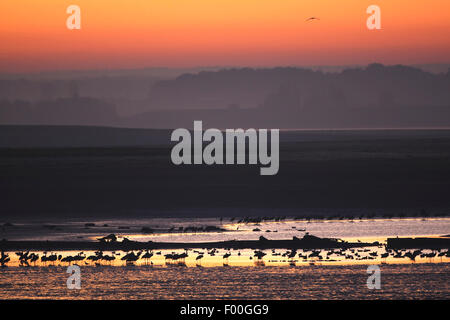 Grue cendrée grue eurasienne, (Grus grus), vasières dans le Lac du Der avec les grues au lever du soleil, France Banque D'Images