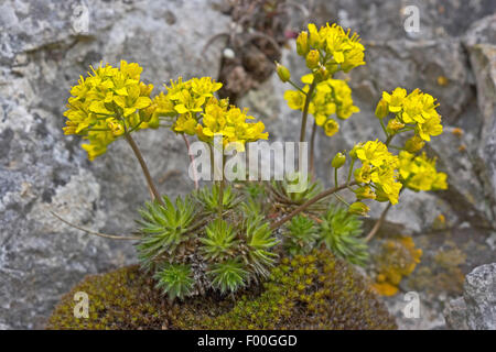 Whitlowgrass Draba aizoides (jaune), qui fleurit dans les crevasses, Allemagne Banque D'Images
