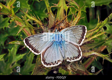 Chalkhill blue, Chalk-hill blue (Lysandra corydon, Polyommatus corydon, Meleageria corydon), sur un chardon, Allemagne Banque D'Images