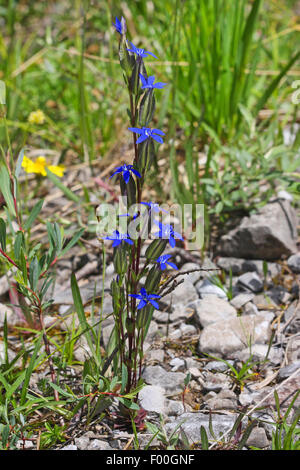 Gentiane (Gentiana utriculosa de la vessie), la floraison, Allemagne Banque D'Images