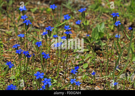 Gentiane (Gentiana utriculosa de la vessie), la floraison, Allemagne Banque D'Images