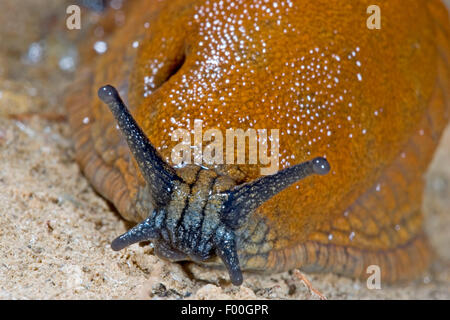 L'espagnol, limace slug lusitanienne (Arion lusitanicus, ion vulgaris), portrait, Allemagne Banque D'Images