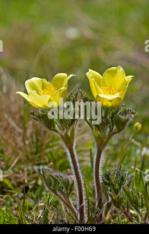 Anémone des Alpes (Pulsatilla alpina ssp. apiifolia Pulsatilla, apiifolia), fleurs, Allemagne Banque D'Images