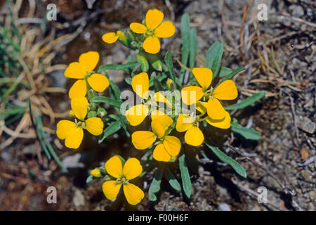 La mélasse, la moutarde rhétique giroflée (Erysimum helveticum touffetées, Erysimum rhaeticum), blooming, Suisse Banque D'Images